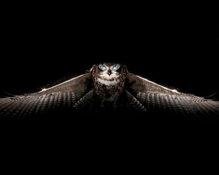 Creepy Owl - close up, in flight, creepy, owl