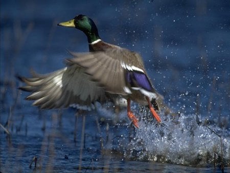 Duck Take Off - lake, take off, male mallard duck