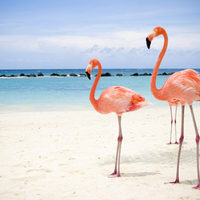 Pink Flamingos on the beach