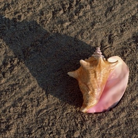 Seashell on the sand