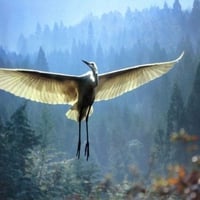 Egret in flight