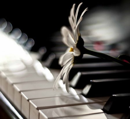 Piano - white, piano, photography, blak, flowers