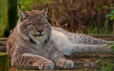 lynx - cats, lynx, animals, wallp