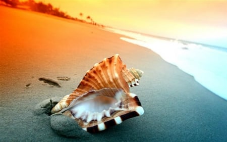 Sea Shell - shell, sands, nature, beach