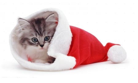 Kitten in a Santa hat - cats, Santa hat, kitten, animals