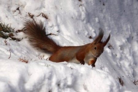 squirrel in a snow - winter, animals, squirrel, snow