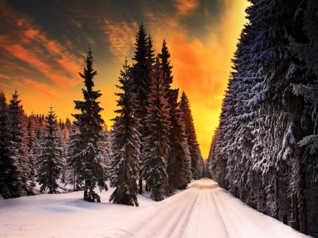 Winter Road - tire tracks, sky, trees, forest, clouds, snow, winter, road