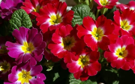 Red and purple - flowers, purple, red, beautiful