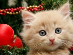 Cute kitten