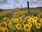 balsamroot