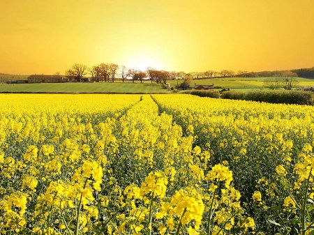 yelow flowers - nature, yelow, wallp, flowers