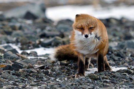 Wind - abstract, predators, fox, photography, wilderness, wild animals, sweet, nature, cute, wildlife, red fox, wild, wallpaper