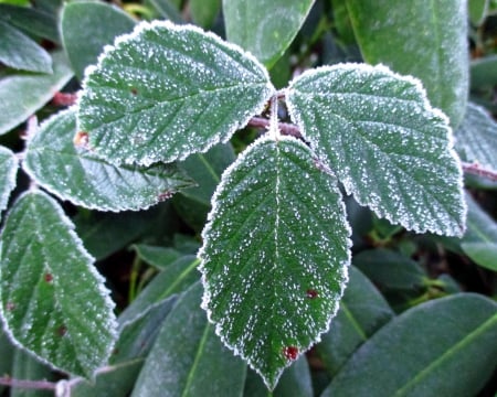 Frozen.. - frozen, winter, nature, green, photography, macro, frost, leaf