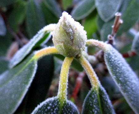 Frozen.. - frozen, nature, green, photography, cold, frost, leaf