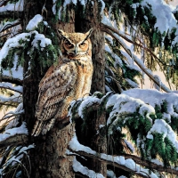 Snowy Owl Perch F1