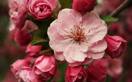 Pink Flower - flower, nature, pink, garden