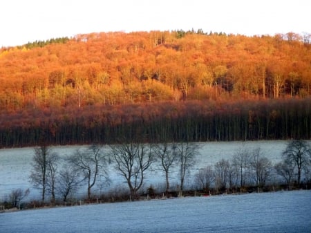 Autumn - nature, autumn, cold, trees, frost, photography, winter, tree