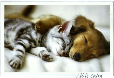 All Is Calm F - wide screen, cat, puppy, photography, feline, pet, kitten, dog, animal, canine, photo