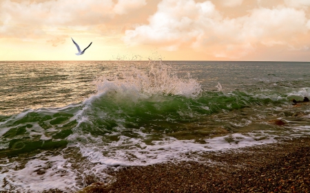 Seagull - beach, sea, bird, clouds