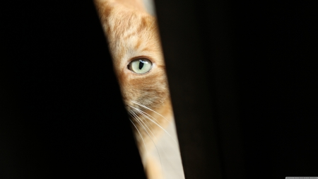 can i come in - cat, feline, eye, ginger