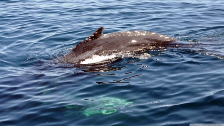 dolphin swimming - dolphin, ocean, water, blue