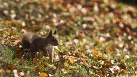 autumn squirrel - leaf, brown, squirrel, autumn