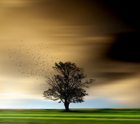 Lonely tree - lonely, birds, tree, dark