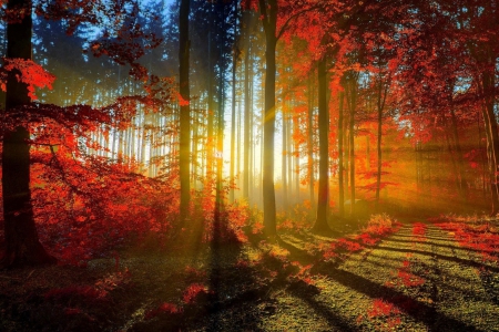 Sun rays - sunbeams, rays, autumn, trees, forest, shadows, sun, path