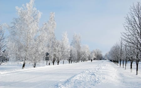 long winter road - winter, tree, road, snow