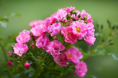 Flowers - flowers, roses, pink, soft