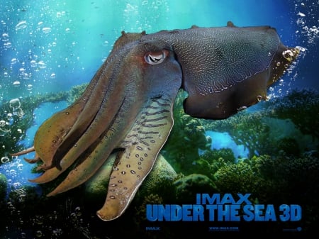 imax under the sea - squid, ocean, sea, grass