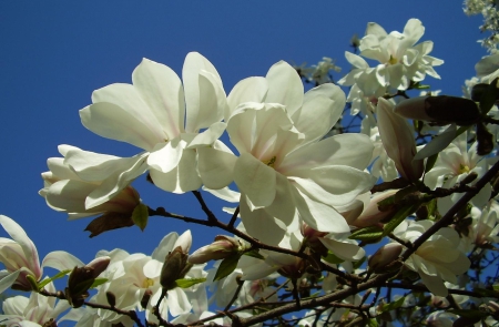 White is Purity of the soul - stem, flowers, white, love