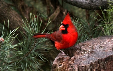 Northern Cardinal - Animals, Red, Bird, Cardinal