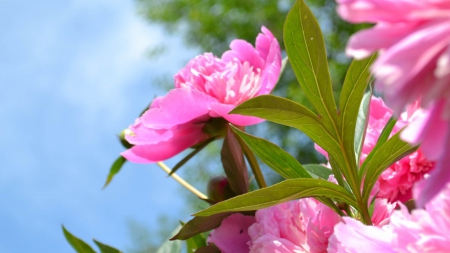 Pink Pink - flowers, leaves, pink, blue