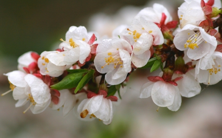 Gorgeous Cherry - cherries, flowers, white, leaves