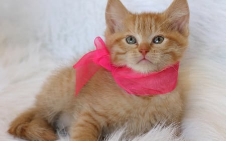 Kitten - fur, cat, pink, animal, orange, scarf, kitten, ginger