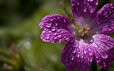 Purple Love - one, flower, purple, drops