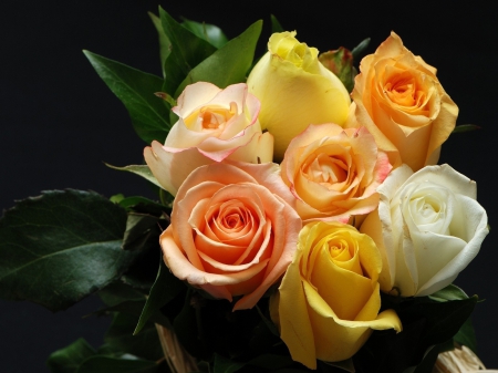 Roses - roses, flowers, colors, beautiful