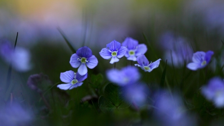 Flowers - flowers, beautiful, purple, wild