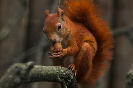 Don't disturb! - nut, animal, red, eating, tree, squirrel