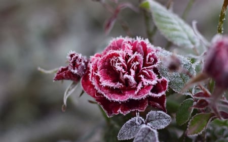 ♥ - ice, snowflakes, red, crystals, cold, frost, rose, flower