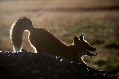 Strech - wildlife, photography, animals, red fox, fo, predators, wallpaper, abstract, wilderness, wild, sweet, cute, wild animals