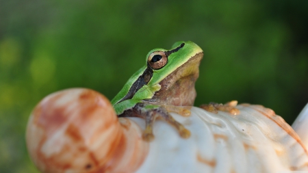 frog - frog, shell, tree, green