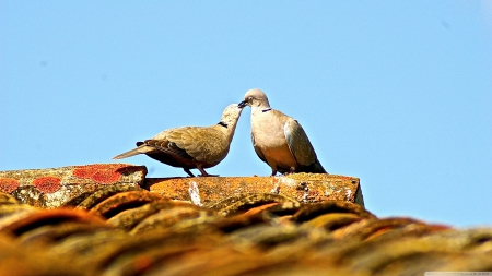 kiss - sky, rock, kiss, bird