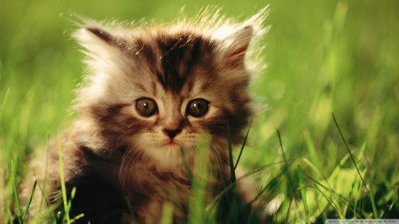 little kitten - grass, kitten, feline, cat