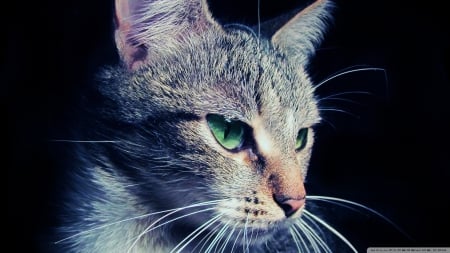 mysterious cat - portrait, tabby, feline, cat