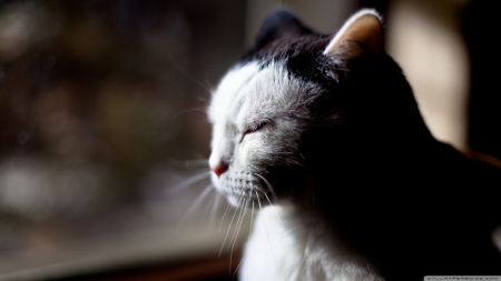 sleepy cat - window, feline, cat, sleepy