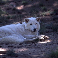 white wolf by dave johnson