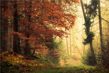 Enter the spirit world - nature, autumn, forest, trees