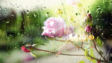 Raindrops On Roses - nature, trees, window, rain, summer, rain drops, flowers